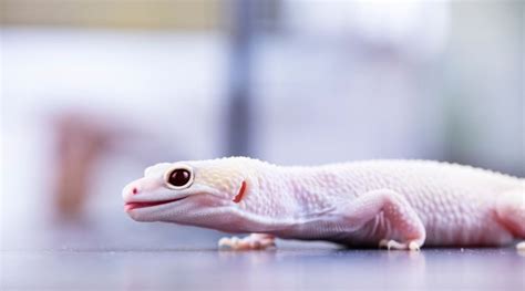 The Extraordinary Abilities of Magical Geckos